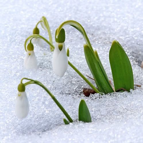 snowdrops Pictures, Images and Photos
