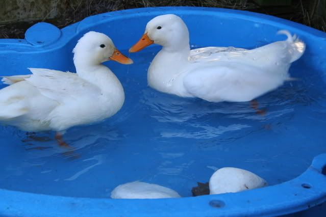 ducks006.jpg