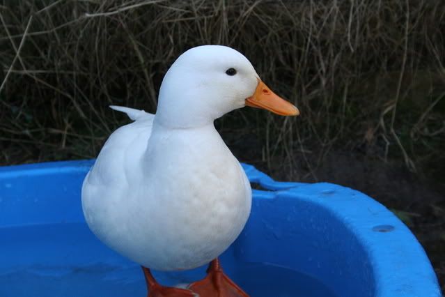 ducks038.jpg