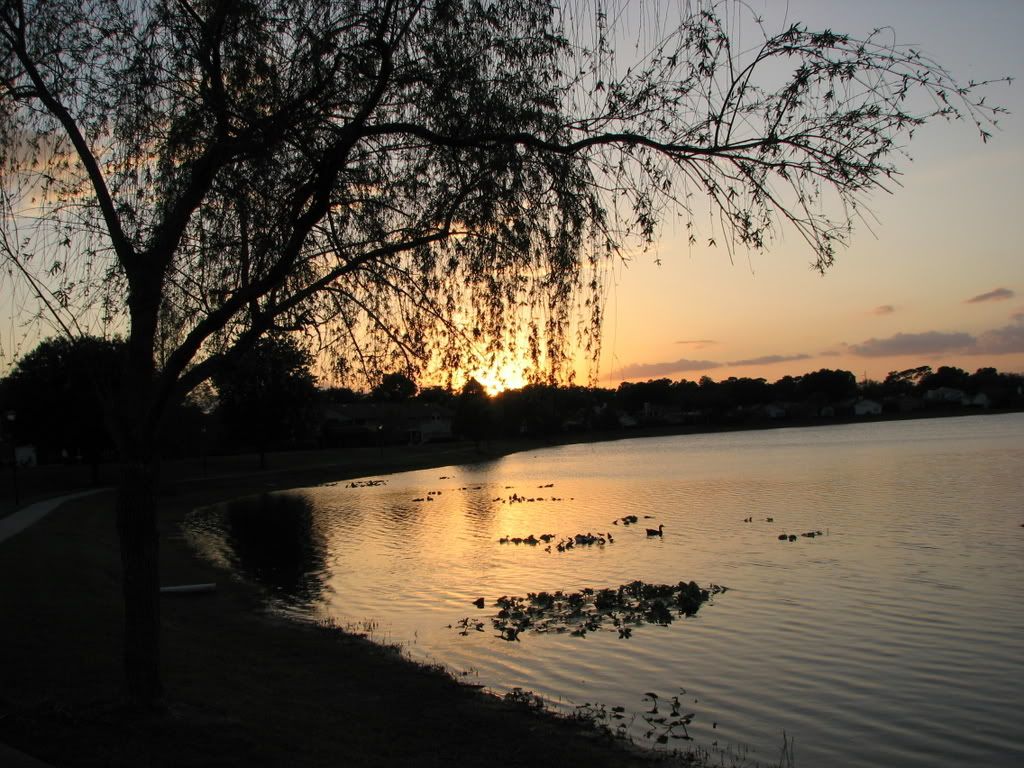 Sunset Behind Weeping Willow Tree Pictures, Images and Photos