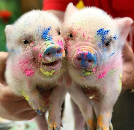 piggies.jpg