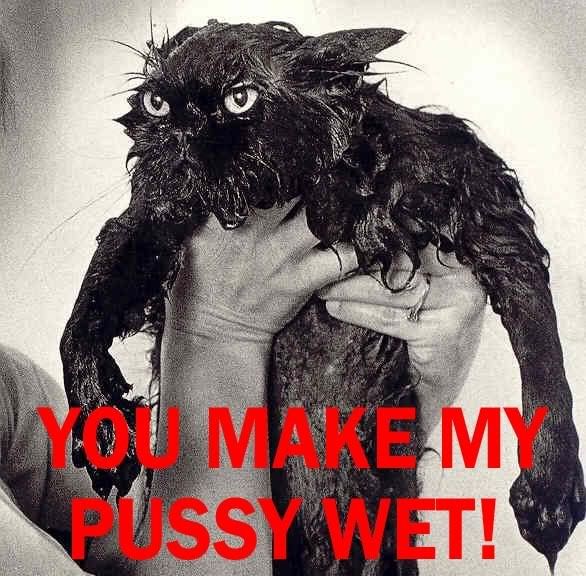 wet pussy cat