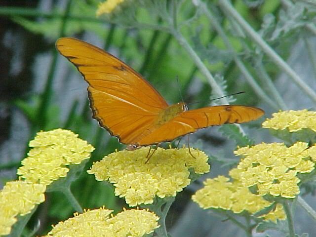 Yarrow Butterfly Pictures, Images and Photos