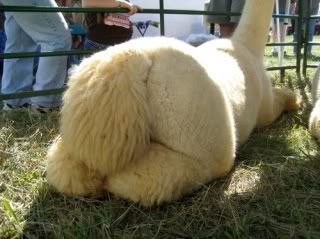 alpaca worm