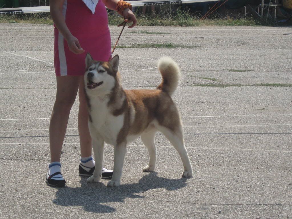 Качена снимка