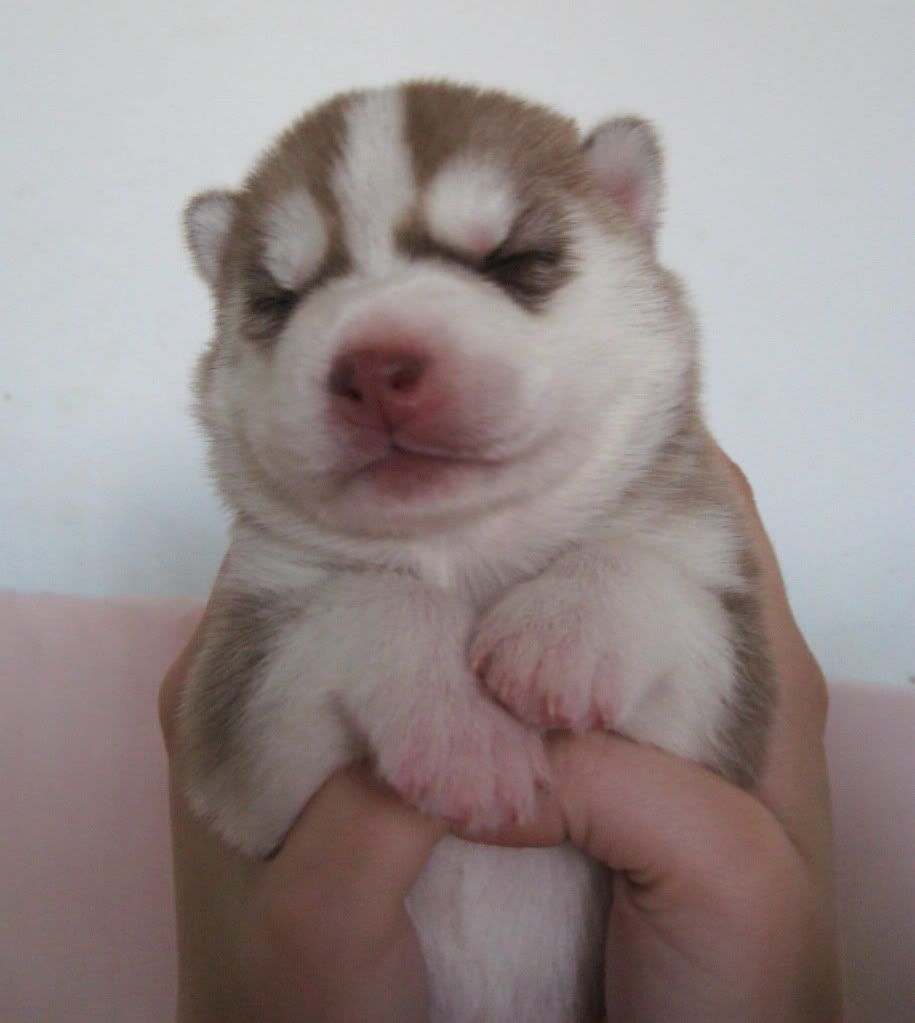 Качена снимка