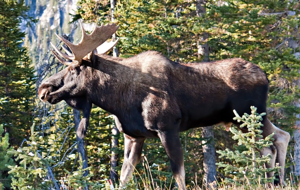 mOOSE-2.jpg