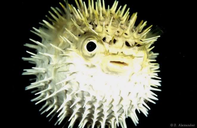 pufferfish.jpg