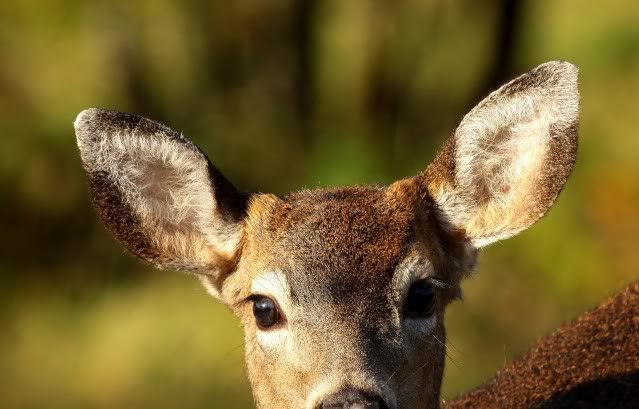 IMAGE: http://i149.photobucket.com/albums/s71/Terdog13/IMG_3018.jpg