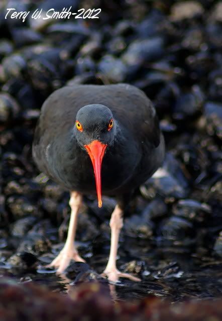 IMAGE: http://i149.photobucket.com/albums/s71/Terdog13/oyster13b.jpg