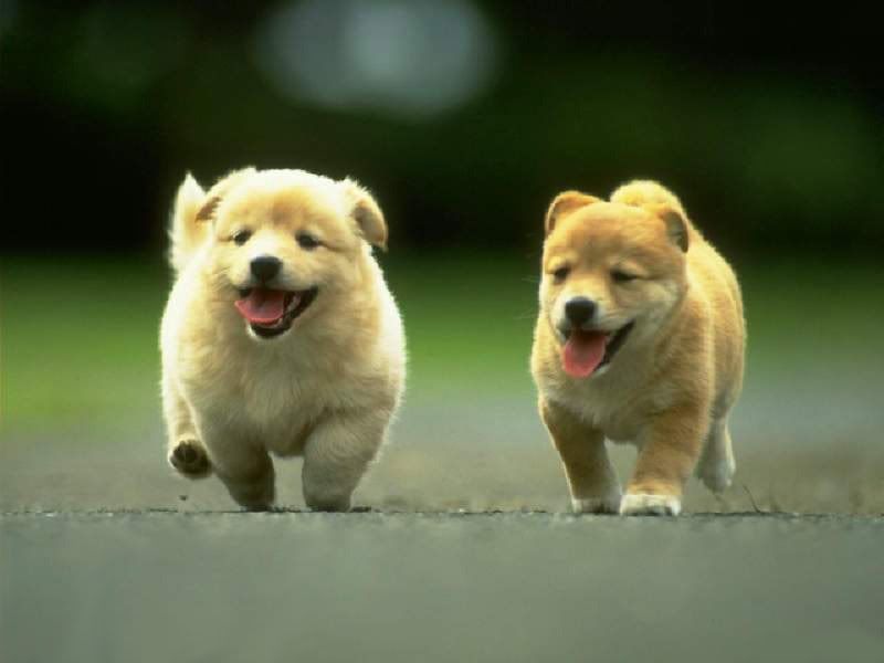 puppy desktop wallpaper. run dogs run Wallpaper