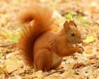 redsquirrel.jpg