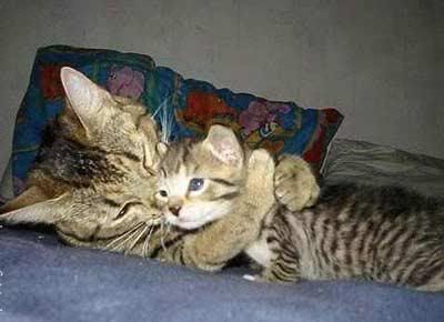 kitties.jpg too cute no to share image by ASipper2007