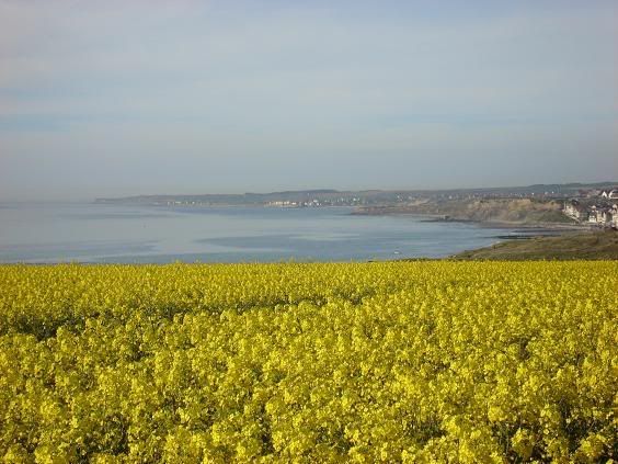 http://i149.photobucket.com/albums/s74/Maltese_Wizard/Belgium/084CoastlineatWimereux-NorthFrance.jpg
