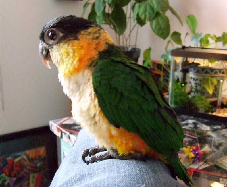 Why are parrots so expensive? Page 3 PigeonTalk