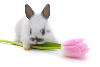 small flower photo: small rabbit with flower smallrabbitwithflower.jpg