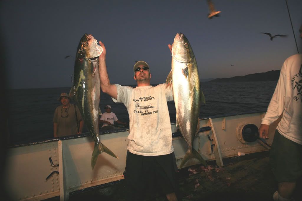 Yellowtail.jpg