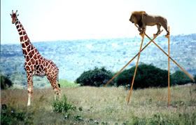Technically it was about lions but giraffes are involved.
