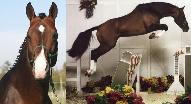 Hanoverian Pictures, Images and Photos