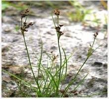 Rush Weeds Rush Weeds