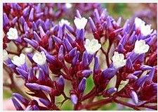 Sea Lavender Flowers Sea Lavender Flowers