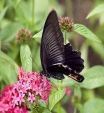 Black Butterfly Black Buttefly