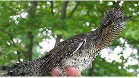 Jinxtoquilla bird or wryneck bird Jinxtoquilla bird or wryneck bird