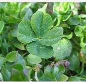 Four Leaf Clover Four Leaf Clover