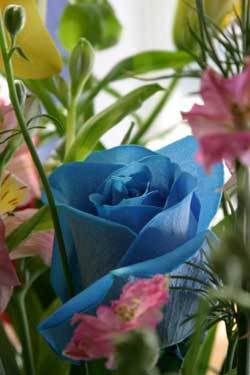 blue-rose1.jpg