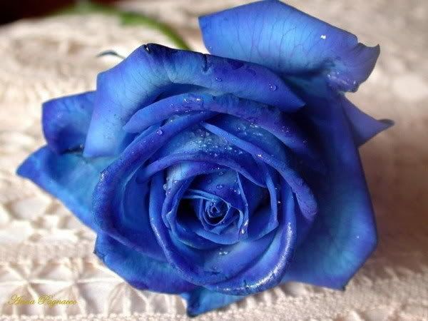 blue_rose.jpg