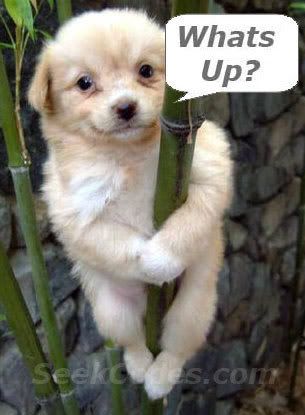 funny-dog-tree.jpg