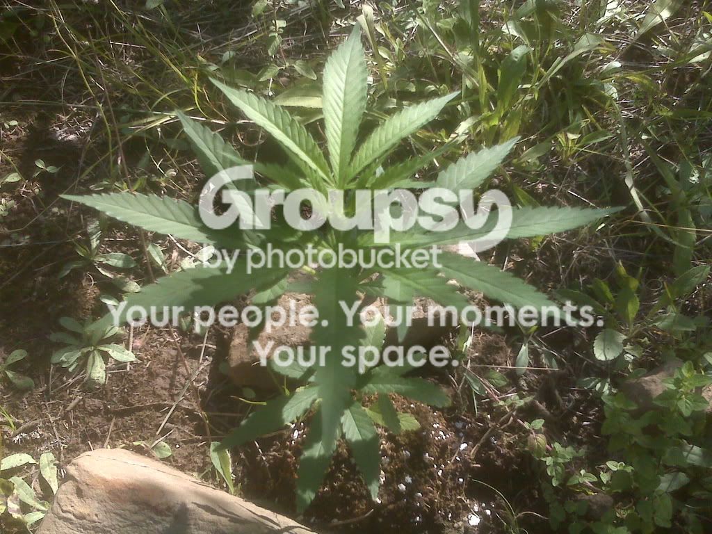 IMG00066.jpg