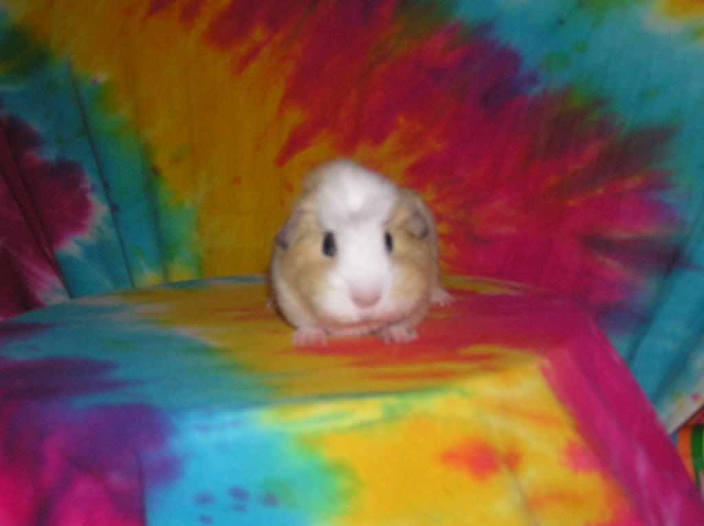 cutelittlepigofnoname002.jpg