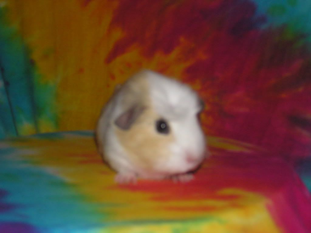 cutelittlepigofnoname004.jpg