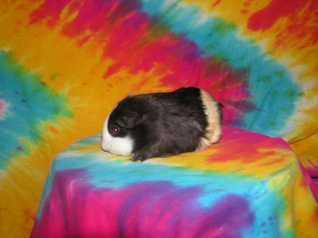 cutelittlepigofnoname2002.jpg