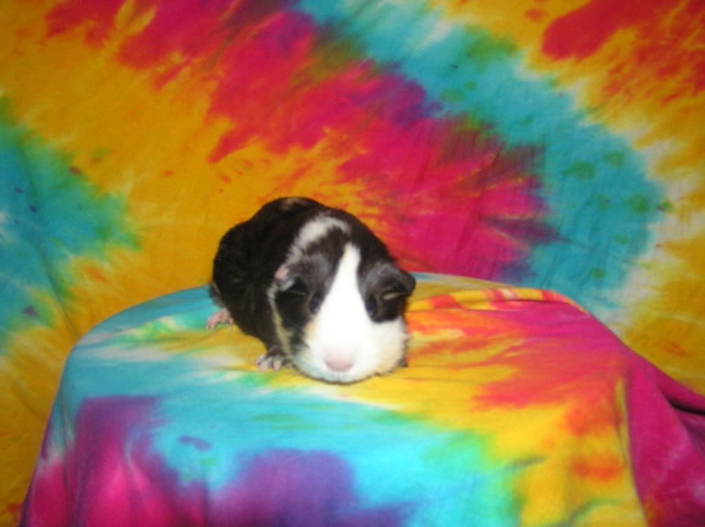 cutelittlepigofnoname2003.jpg
