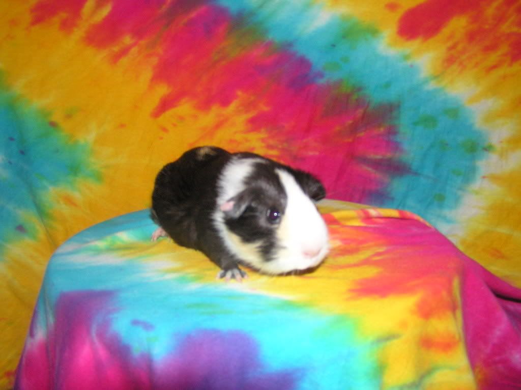 cutelittlepigofnoname2004.jpg