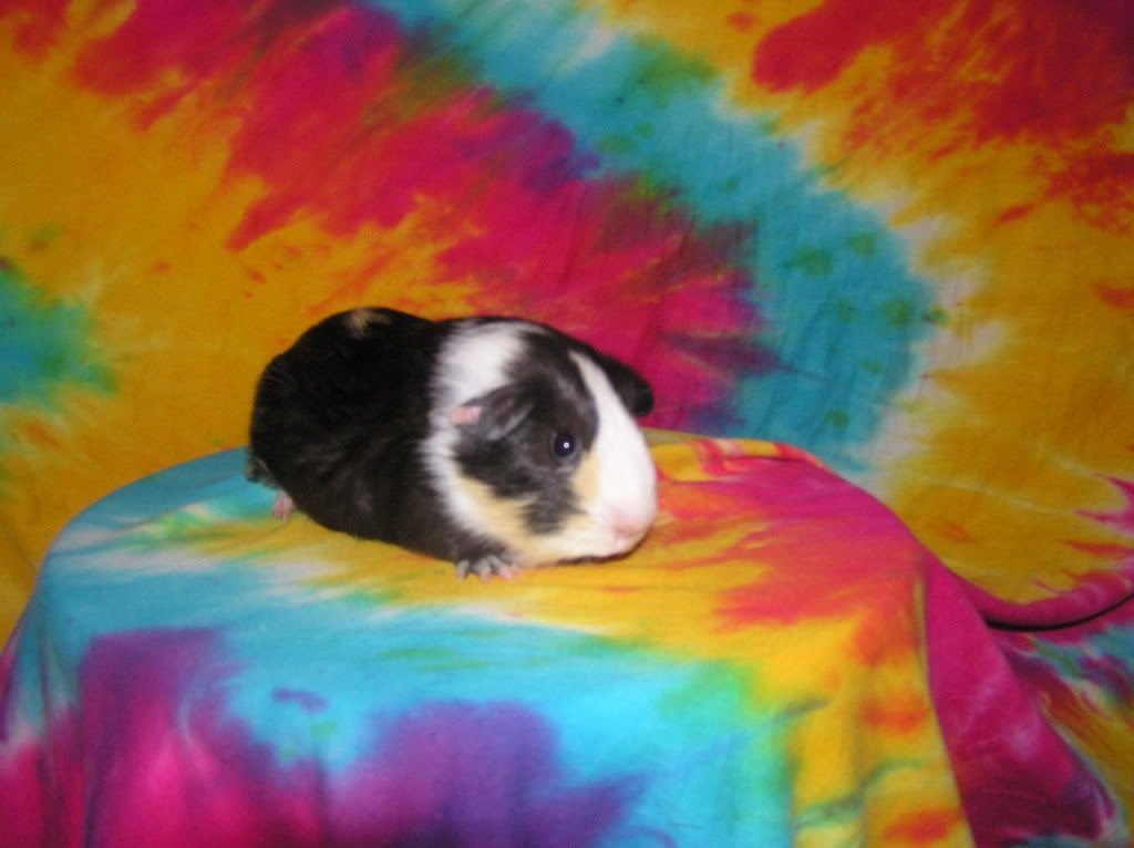 cutelittlepigofnoname2005.jpg