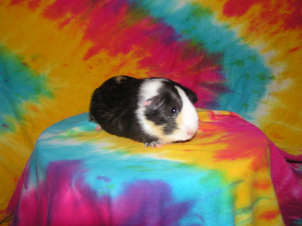 cutelittlepigofnoname2007.jpg