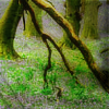 Laurie Campbell photography