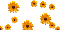 ShowLetter-vi.gif