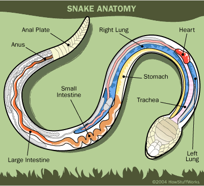 A Diagram Of A Snake