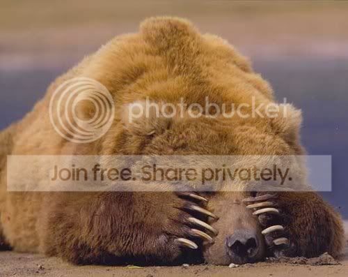 bear.jpg