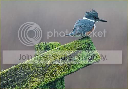 bird.jpg