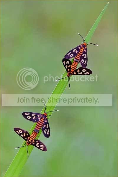 butterfly.jpg