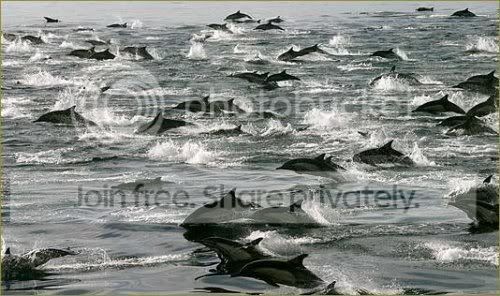dolphin.jpg