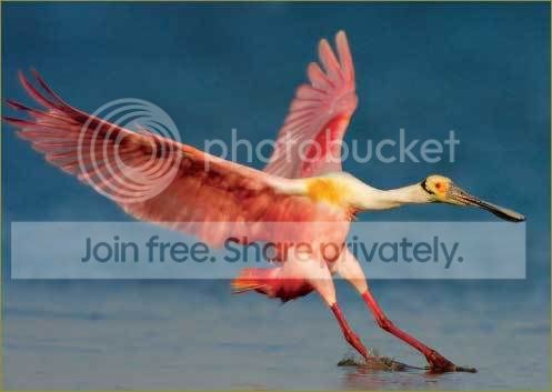 flamingo.jpg