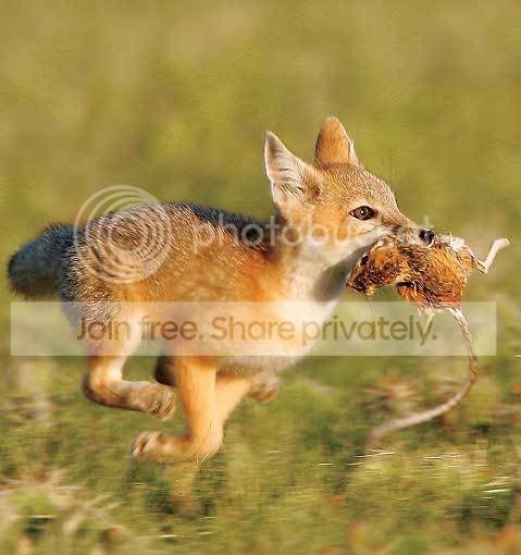 fox.jpg