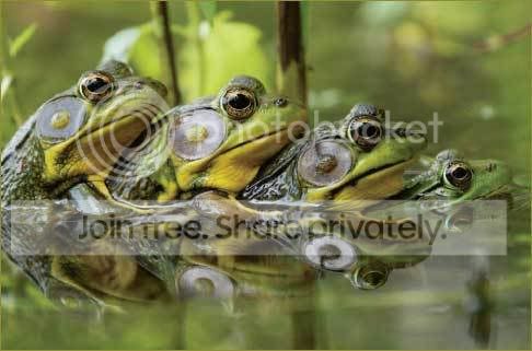 frog.jpg