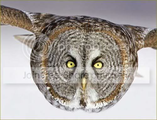 owl.jpg